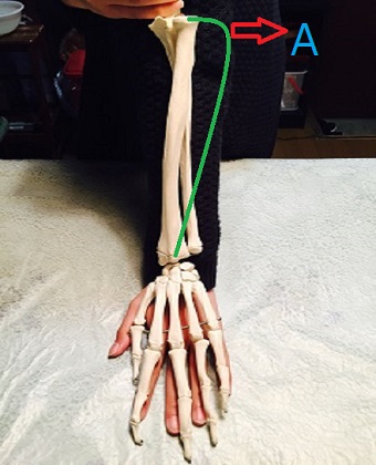 手と腕の骨格模型の画像